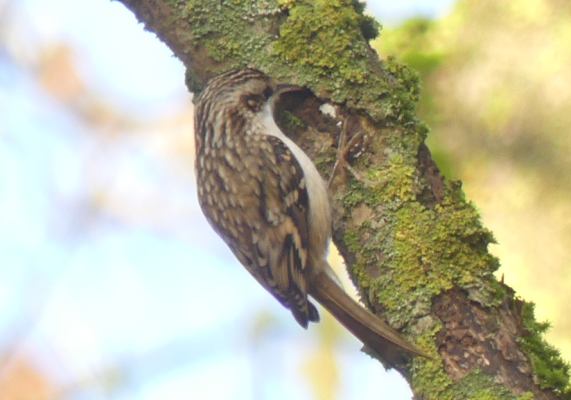 Treecreeper