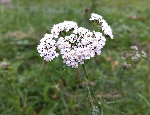 Yarrow