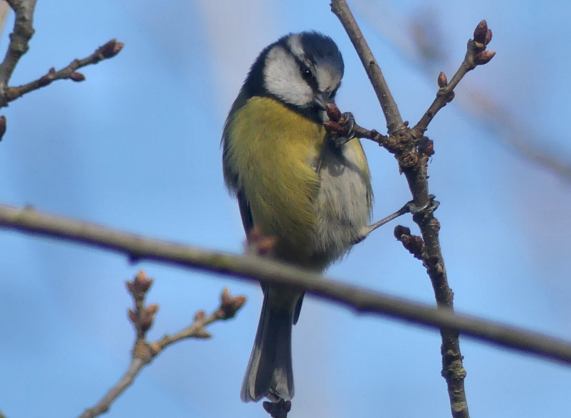 Blue Tit