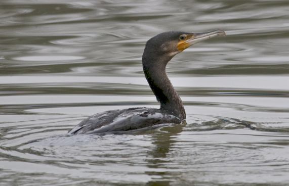 Cormorant