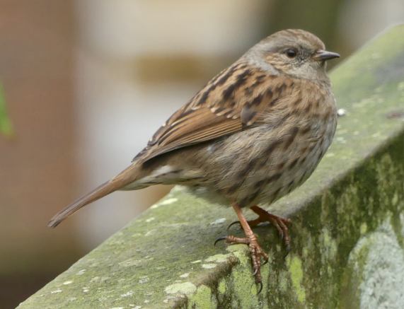 Dunnock