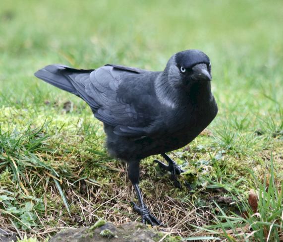 Jackdaw
