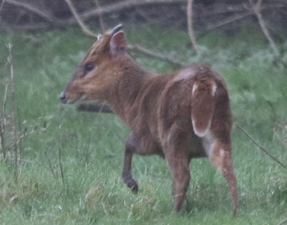 Muntjac