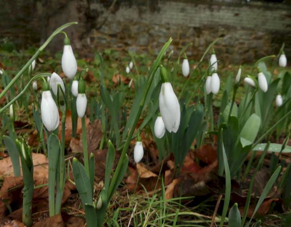 Snowdrops