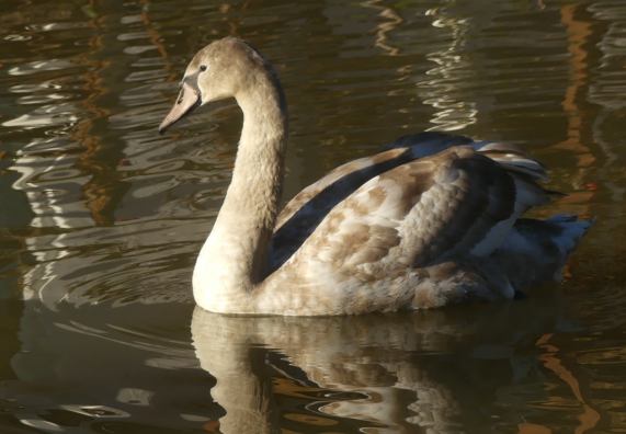 Mute Swan cygnet
