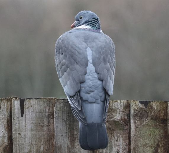 Woodpigeon