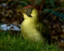 Green woodpecker thumbnail