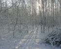 Linslade Woods Snow