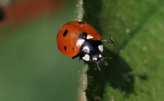7-spot Ladybird