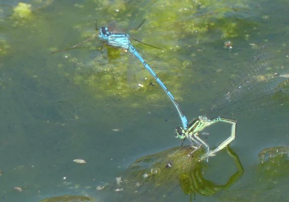 Azure Damselflies