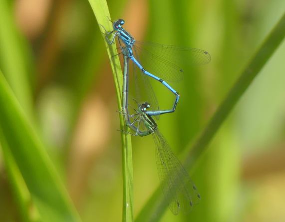 Azure Damselflies mating