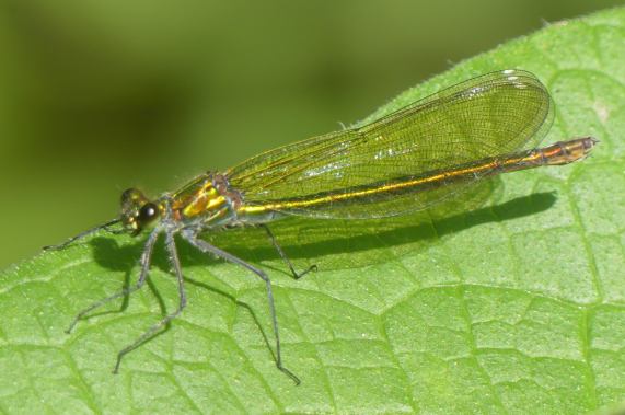 Banded Demoiselle female