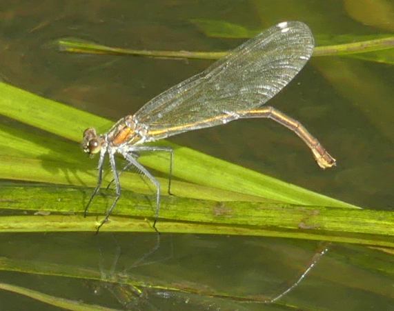 Banded Demoiselle