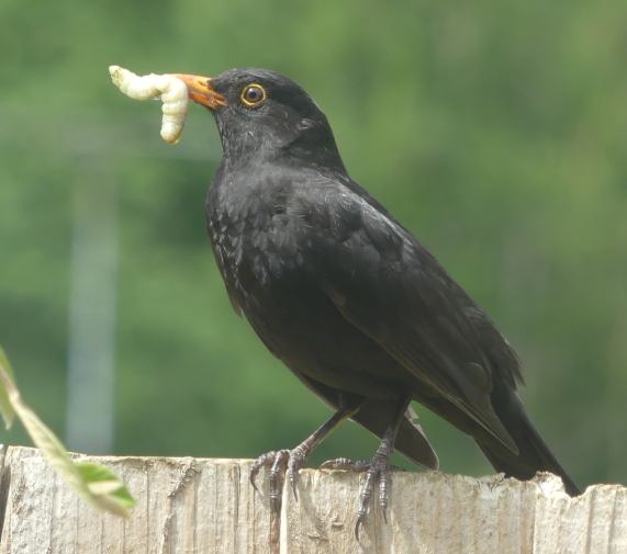 Blackbird with moth caterpillar