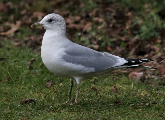 Black-headed Gull
