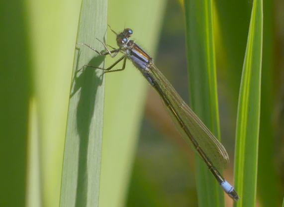 Blue-tailed Damselfly