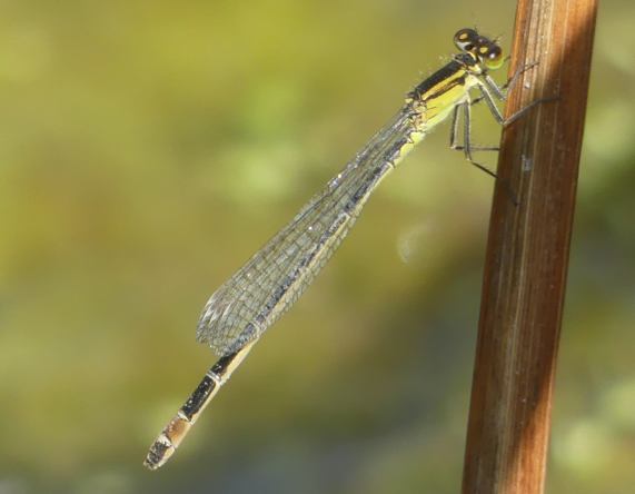 Blue-tailed Damselfly female