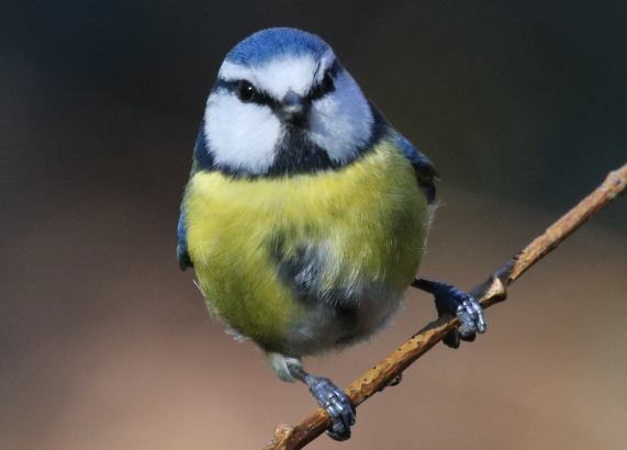 Blue Tit