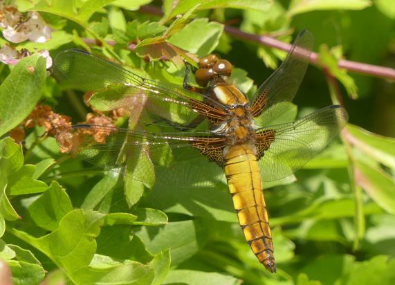 Broad-bodied Chaser dragonfly