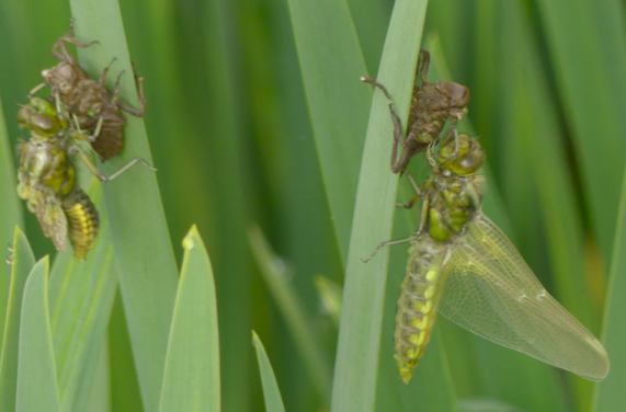 Broad-bodied Chaser dragonflies