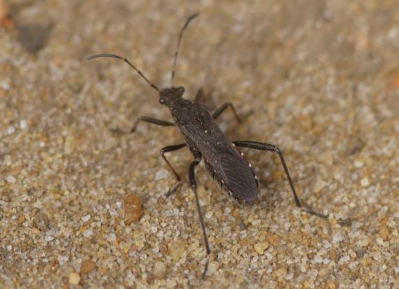 Bug - Alydus calcaratus
