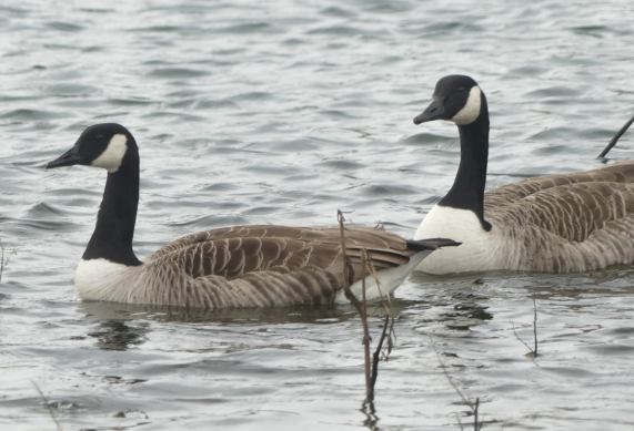 Canada Geese