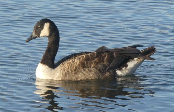 Canada Goose