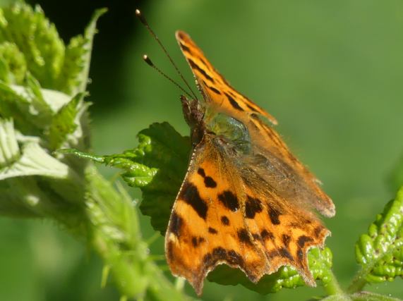 Comma butterfly