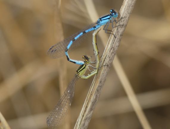 Common Blue Damselflies
