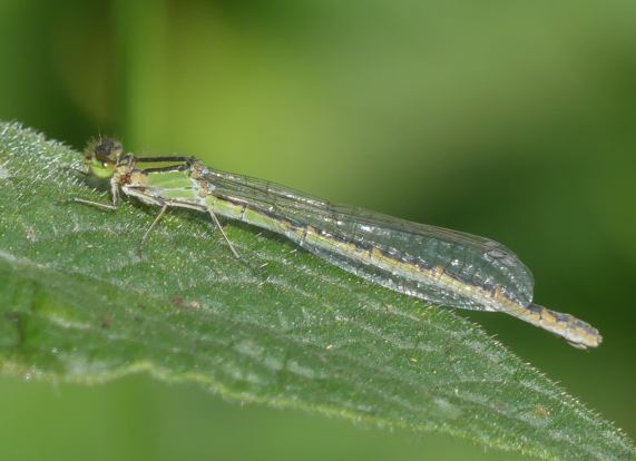 Common Blue Damselfly female