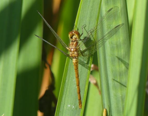 Common Darter dragonfly