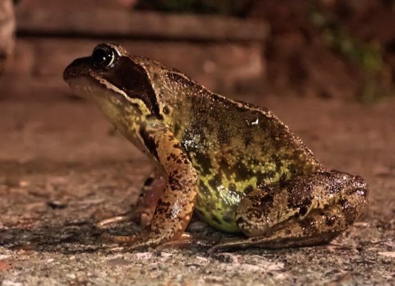 Common Frog