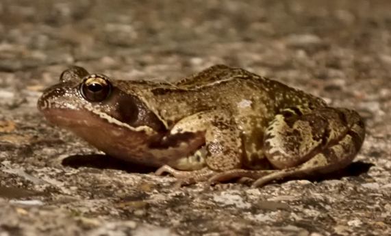 Common Frog