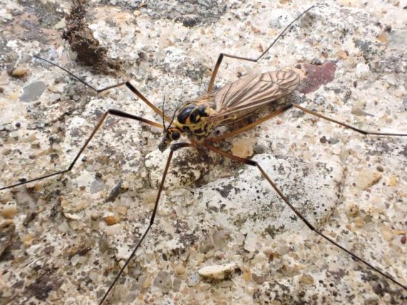 Cranefly - Nephrotoma atracapilla