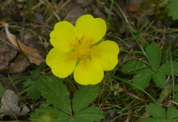Creeping Cinquefoil