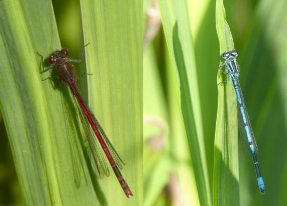 Damselflies