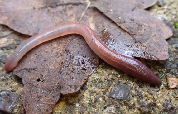 Earthworm - Lumbricidae