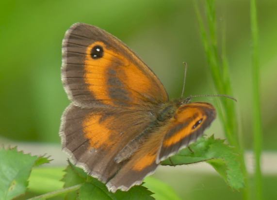Gatekeeper butterfly