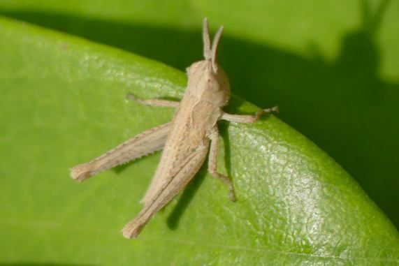 Grasshopper nymph