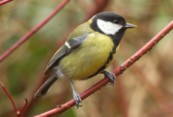 Great Tit