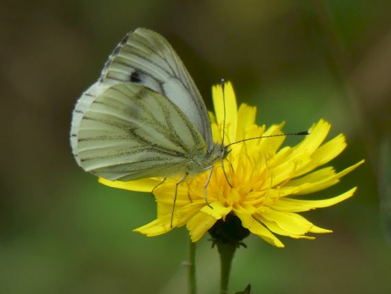 Green-veined White butterfly