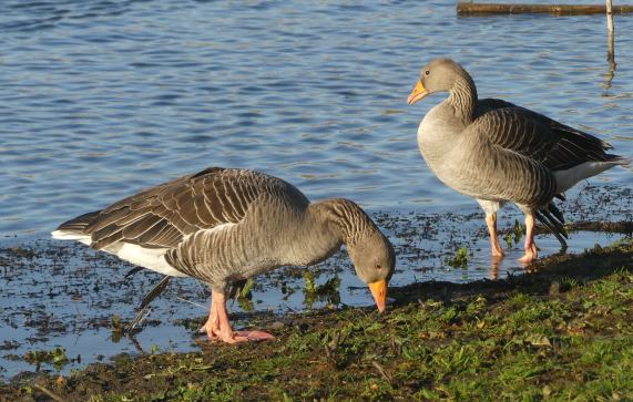 Greylag Geese