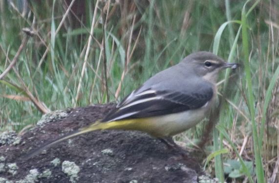 Grey Wagtail