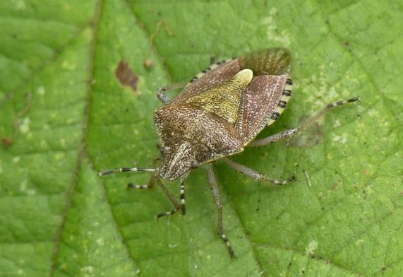 Hairy Shieldbug - Dolycoris baccarum