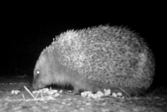 Hedgehog