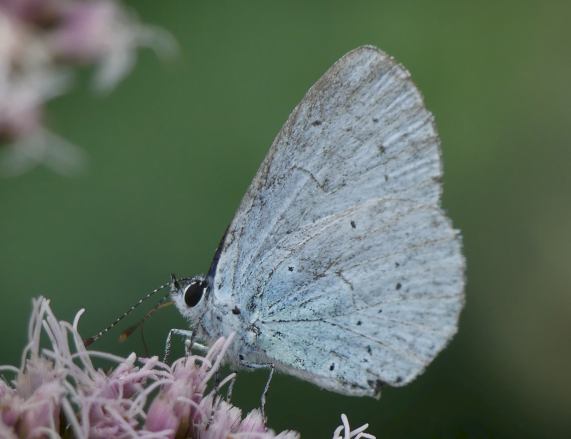Holly Blue butterfly