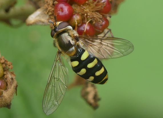 Hoverfly - Eupeodes luniger