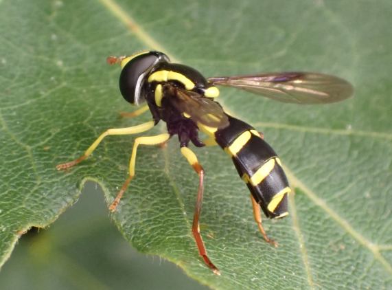 Hoverfly - Xanthogramma pedissequum