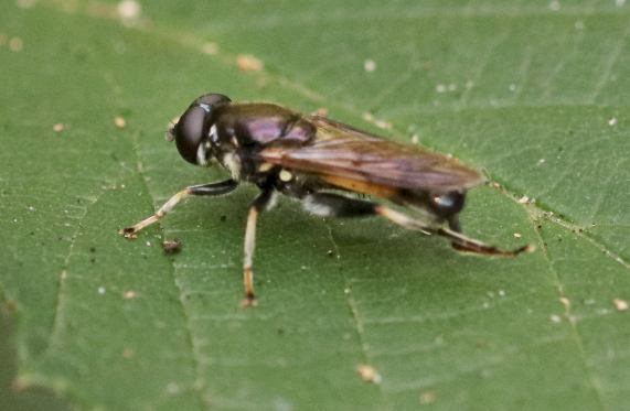 Hoverfly - Xylota segnis