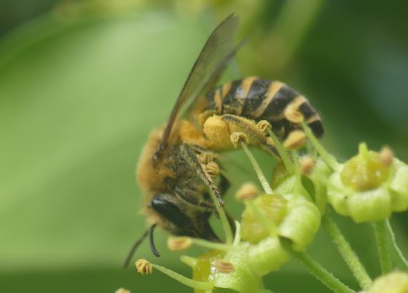 Ivy Bee